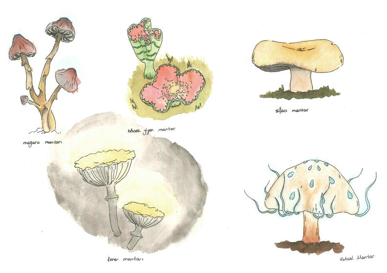 Creative Mushroom Experimets