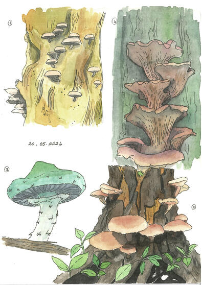 Mushroom Experiment