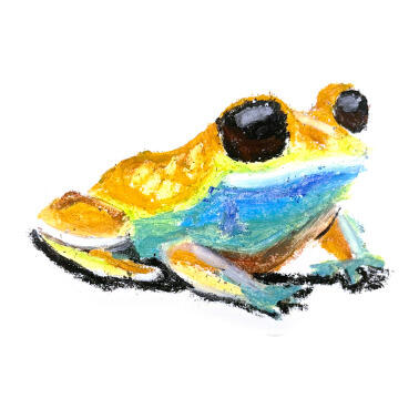 Oil Pastel - Frog