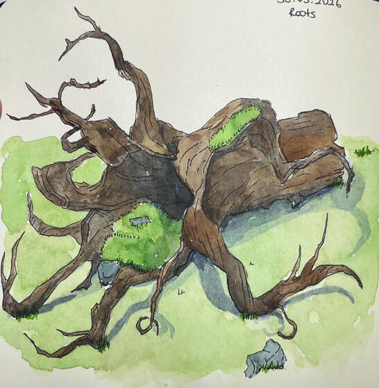 Tree Roots 1