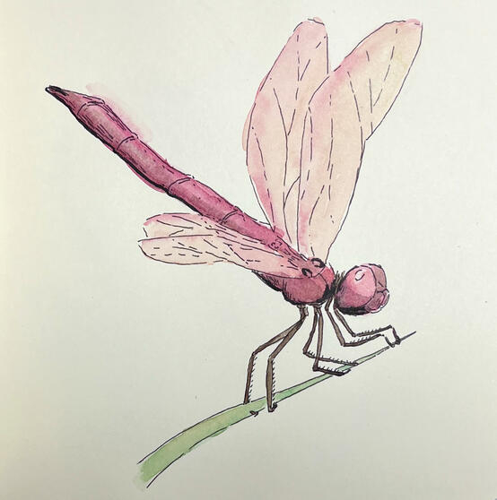 Dragonfly
