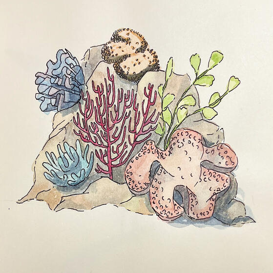 Corals