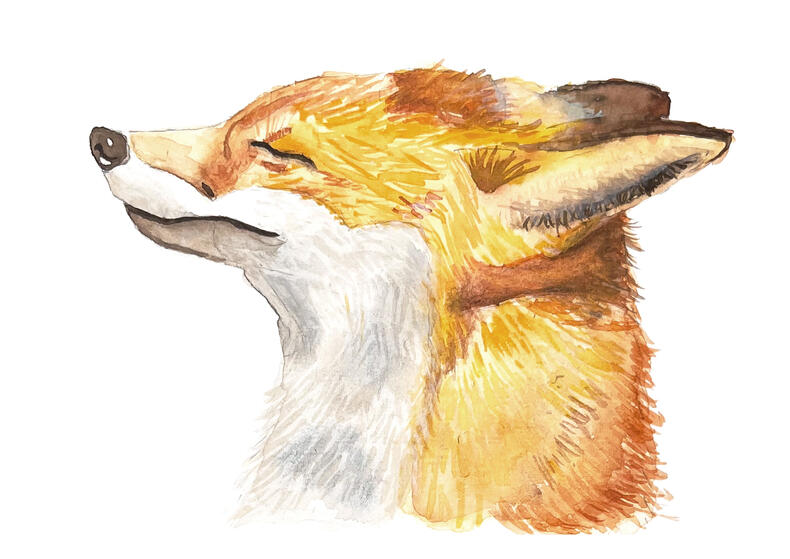 Mr. Fox